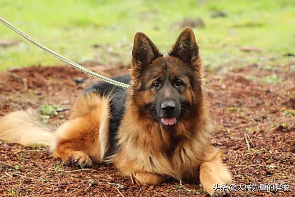 为什么养德牧的比罗威纳多很多,为什么养德牧的比较少