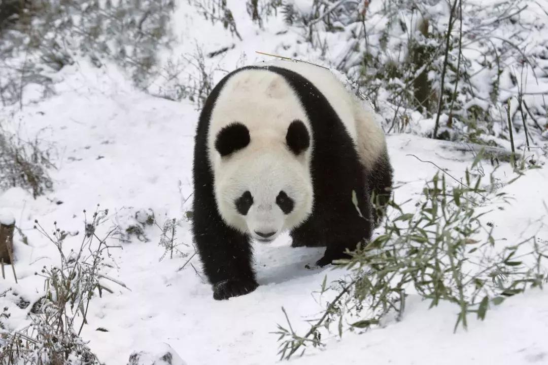 熊猫萌,熊猫萌啦