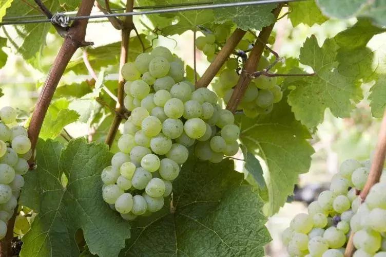 园中琼玉，细聊葡萄种类