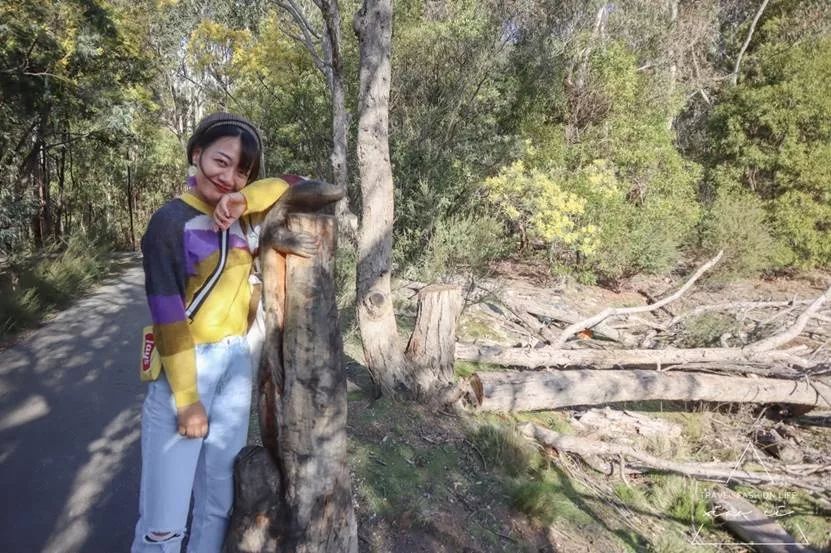 澳洲|春意堪培拉,看袋鼠、品酒、赏花、住进动物的家