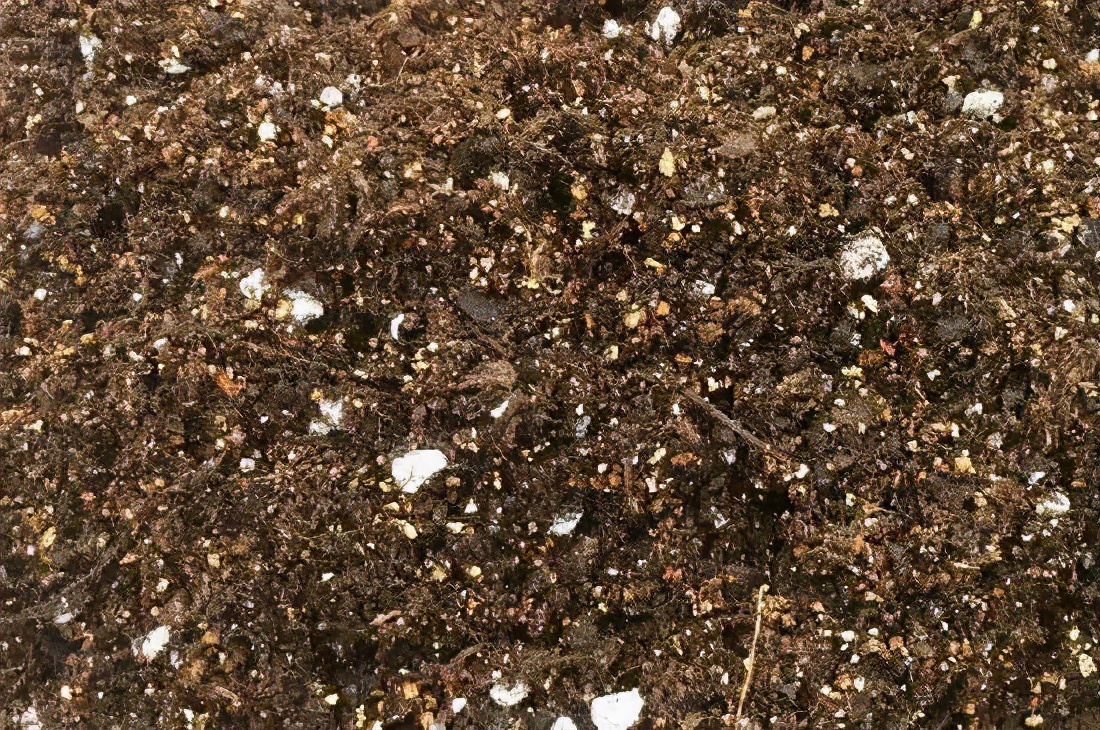 蓝莓叶黄化怎么治,蓝莓黄化发红怎么办