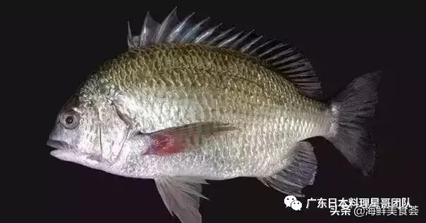 这5种淡水鱼值得多吃,中国最好吃的鱼类排行榜