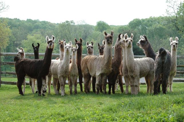 鐤儏鏈熼棿缇庡浗缃戠孩,鏂板啝鐤儏缇庡浗缃戠孩