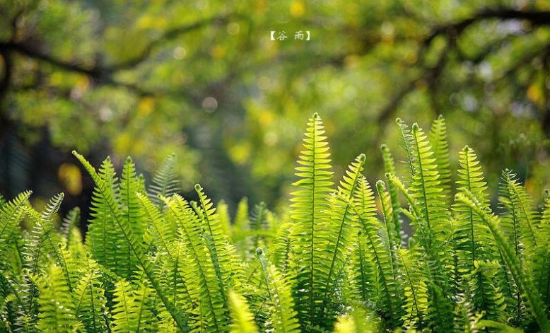 有关谷雨的诗词名句,谷雨诗词汇总