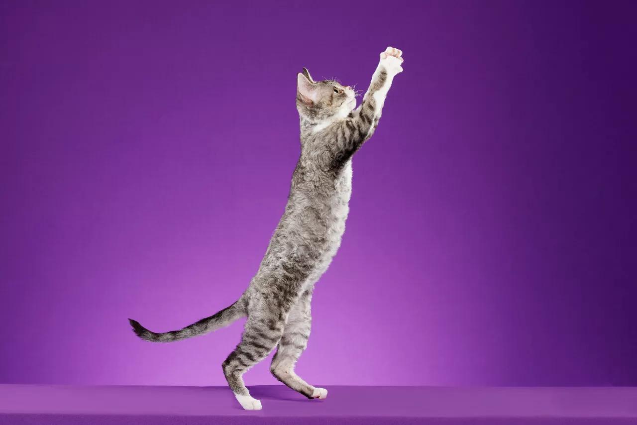 猫舍如何处理猫毛,猫舍买到猫鼻支不退款怎么办