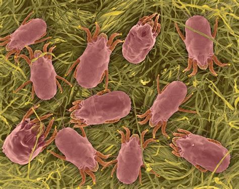 驱逐螨虫，艾草来帮忙。