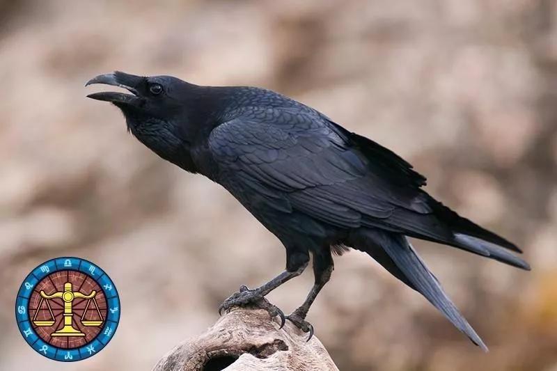 十二星座运势野兽,如何知道自己星座最适合的动物