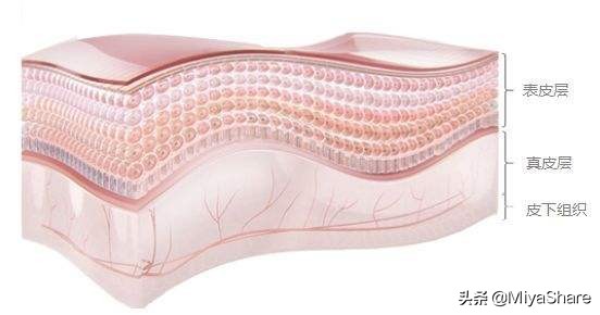 肌底液和精华液的区别有什么,肌底液和精华液的区别在哪