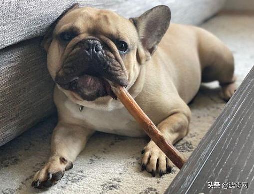 不喂狗会复位吗,不喂狗的下场