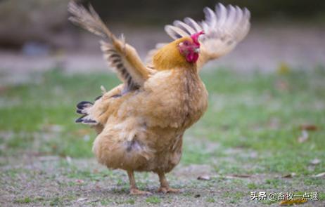 传染病鸡,怎么处理瘟鸡