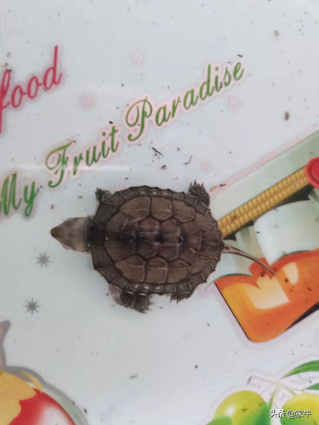 家牛的宠物龟、草金鱼、仙人球日志第328日