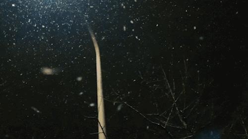 初雪终于来了原版,初雪终于在新年到来前