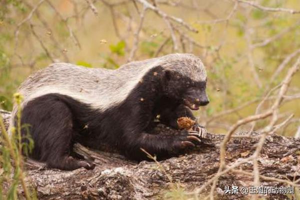 平头哥和蛇獴为什么不怕蛇毒,蛇獴vs平头哥吃蛇哪个厉害