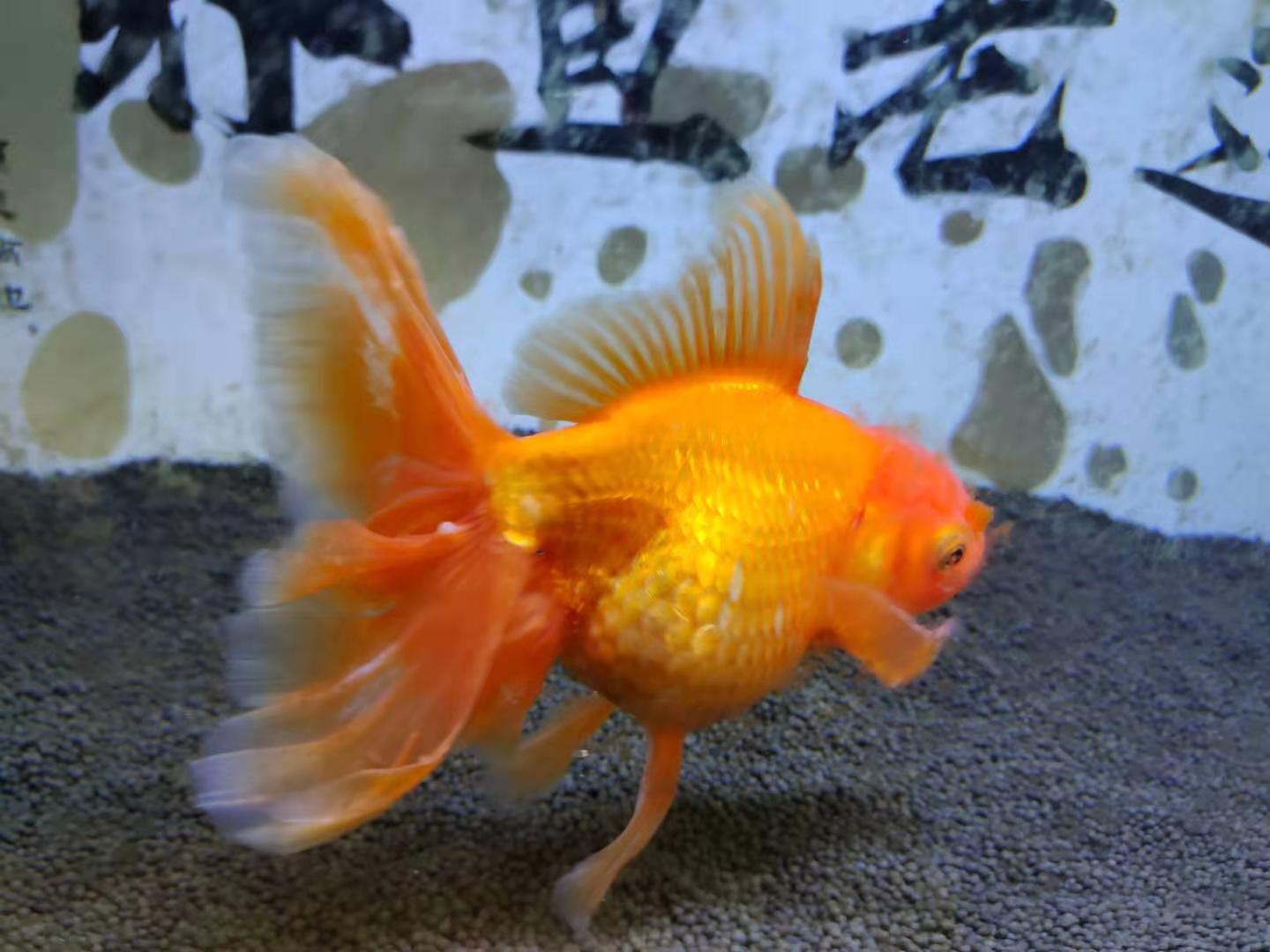 金鱼头瘤分泌物,金鱼头瘤分泌物多是怎么回事