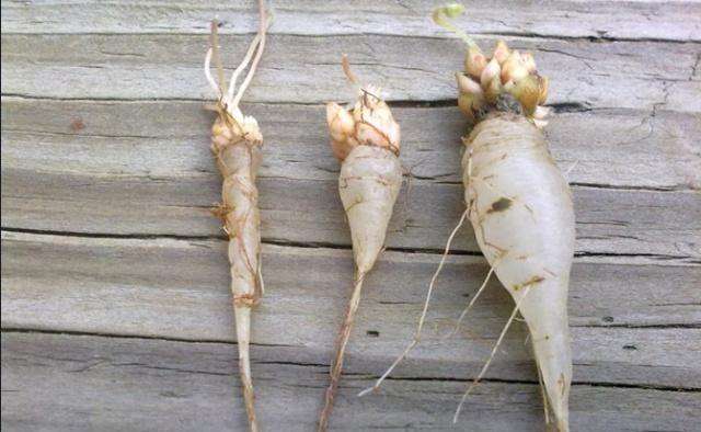 三叶草的根是水晶萝卜能吃吗,三叶草的果子