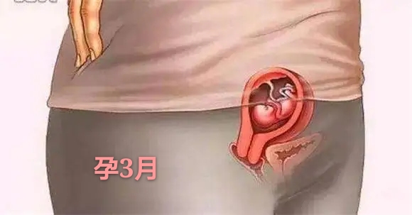 胎儿发育不全或停止发育的原因,胎儿是头先发育还是身体先发育