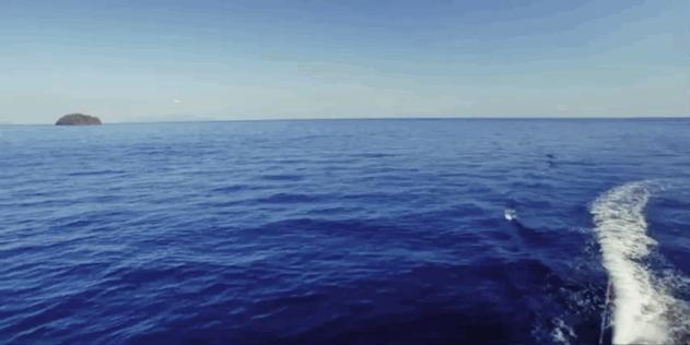 恋恋丽贝岛,人狗情未了|KohLipe