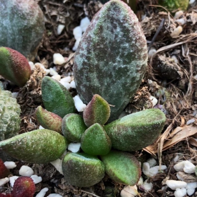 玛丽安泡泡多肉怎么养,玛丽安多肉水泡瘪了怎么办