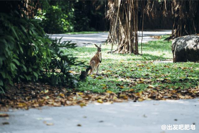 长隆飞鸟乐园长隆熊猫酒店怎么选,周一长隆野生动物园游玩攻略