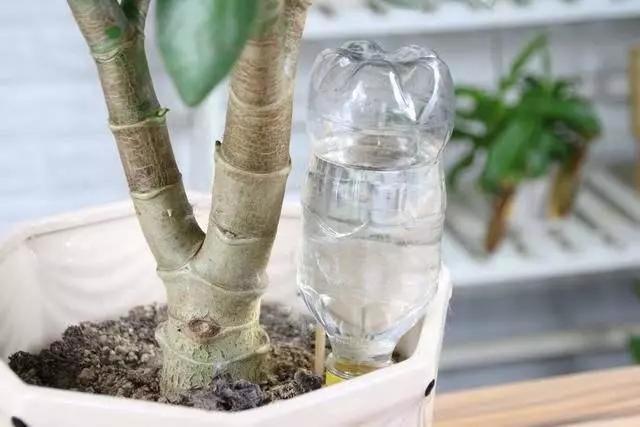 用塑料瓶做养花神器的喷壶怎么做,塑料瓶养花神器