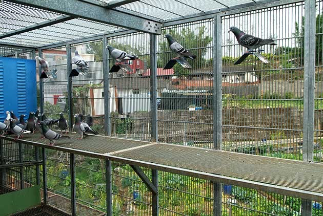 养什么样的鸽子最赚钱,2022年养鸽子赚不赚钱