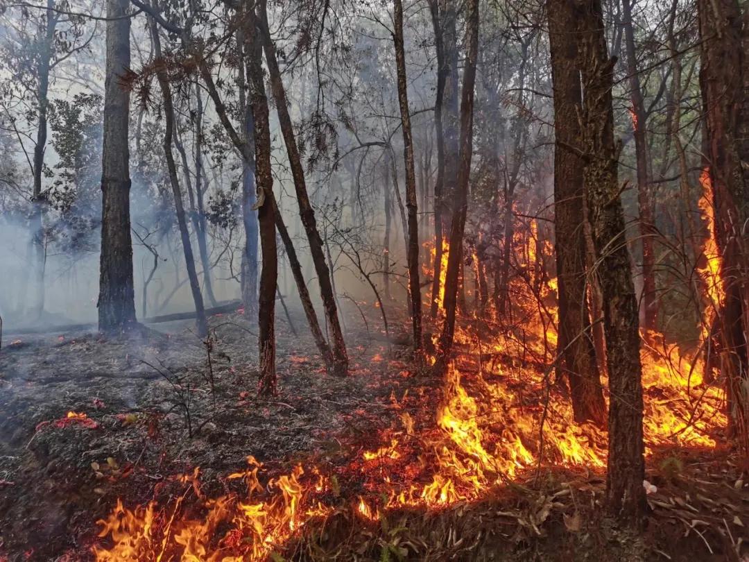清明拜山发现坟头被推平后续,清明拜山事件