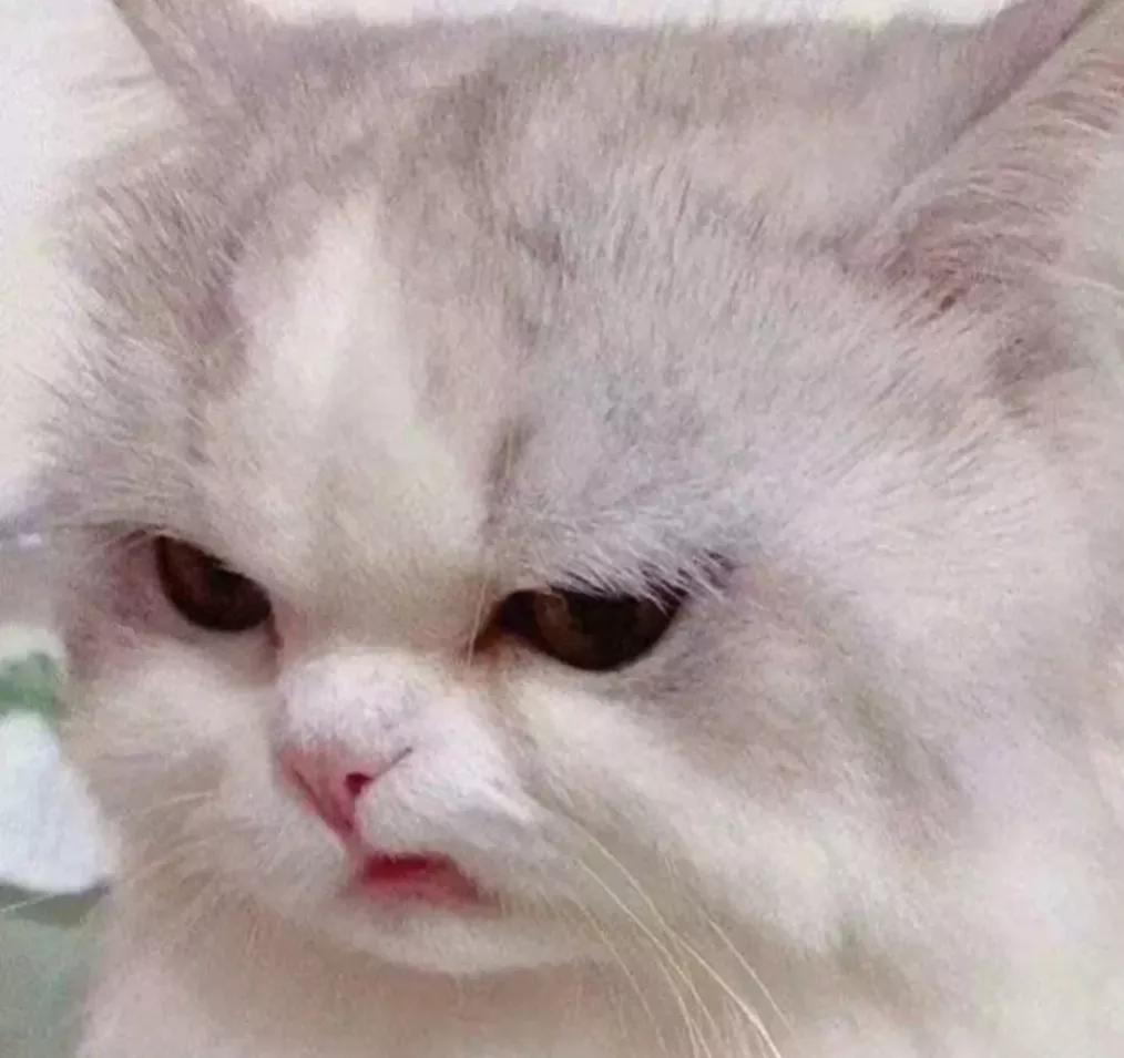 「对家•娘子」两脚兽观察实录