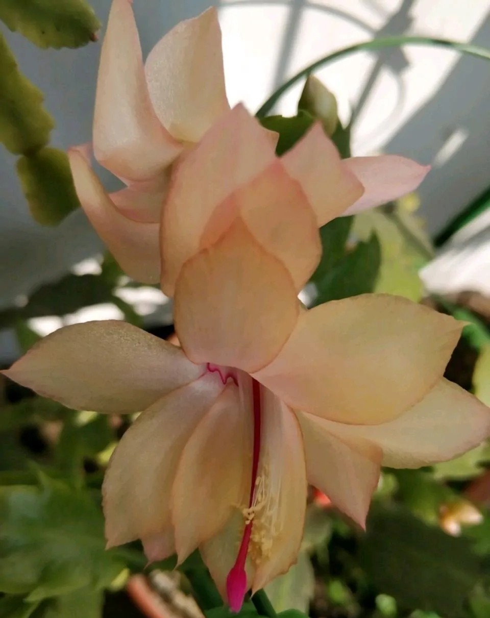 蟹爪兰20棵,有20株蟹爪兰适合多大的盆