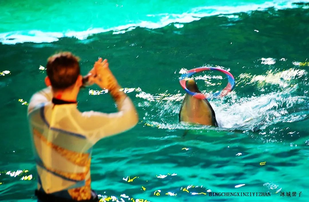 走进哈尔滨完整视频,走进哈尔滨海洋馆