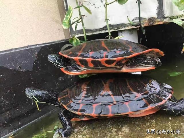 宠物龟越狱了怎么找,宠物龟受伤怎么治