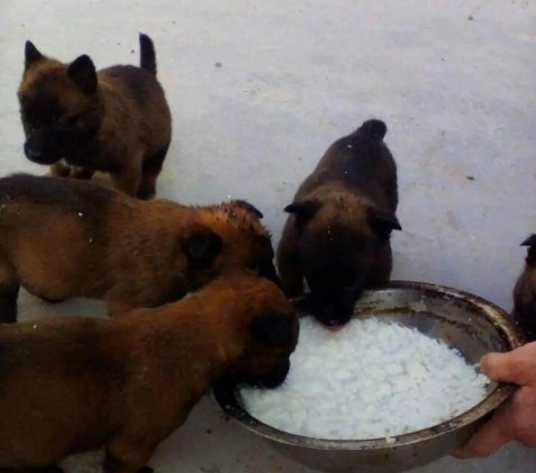 各类家畜养殖效益对比,家畜养殖致富项目