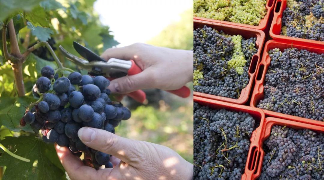 法国干红葡萄酒酿造过程,葡萄酒酿造过程