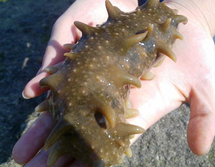 吃海参拉肚子三种人不宜吃海参,吃了海参腹泻是添加的什么