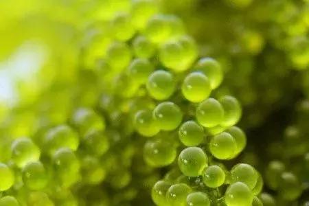 范冰冰面膜到底好用嘛,范冰冰自创品牌面膜