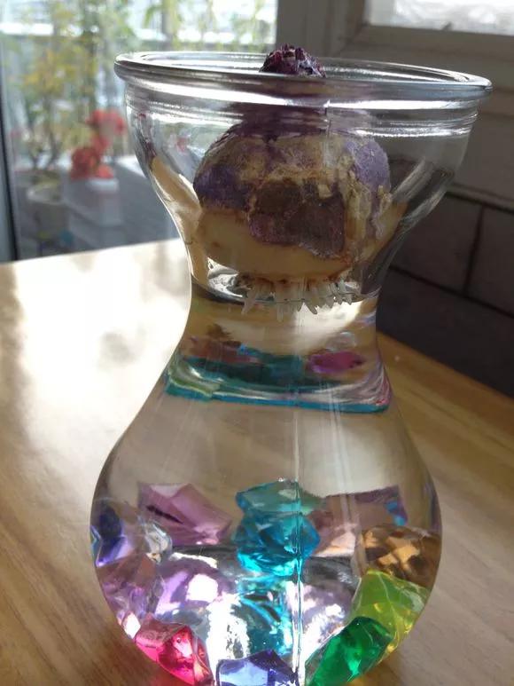 开过的风信子怎么处理,开过的风信子花球怎样处理