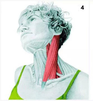 身体各部位拉筋的方法,最有效的拉筋简易动作