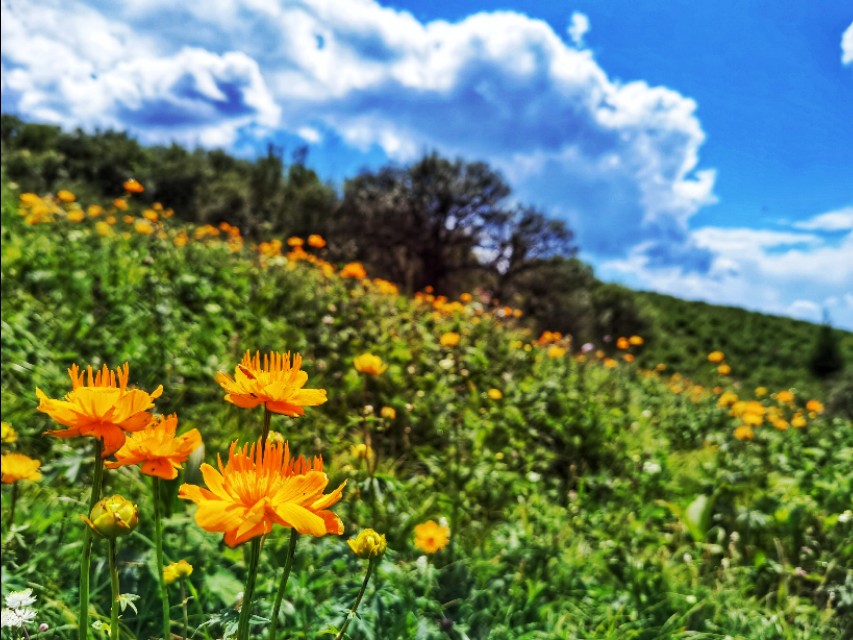 驼梁七月草原美，金莲妖娆入画里/郝贵云