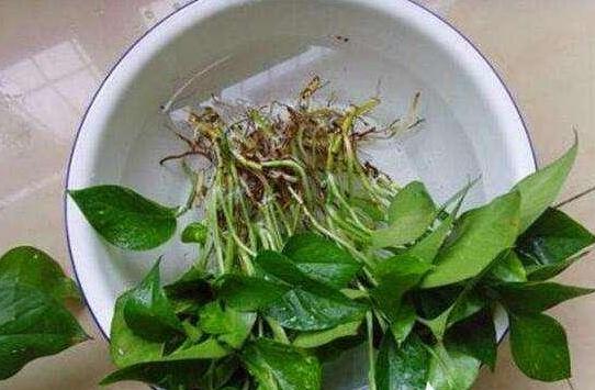 水培绿萝烂根叶子变黄怎么拯救,水培绿萝烂根黄叶家庭小妙招