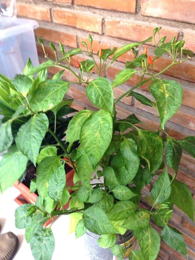 新手小阳台种菜哪些好种,新手阳台种菜怎么种得快