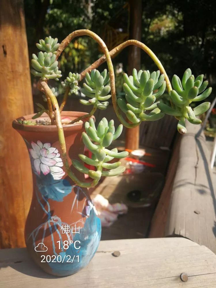 一杯清茶一道暖阳,一杯清茶温暖的时光