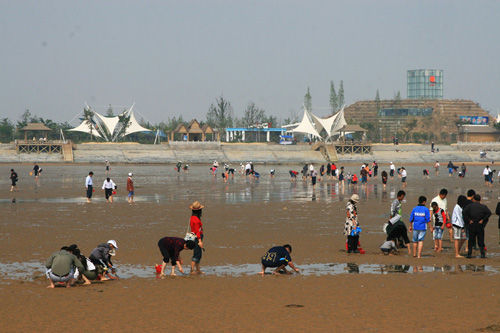 日照直播,日照绿茶价格表