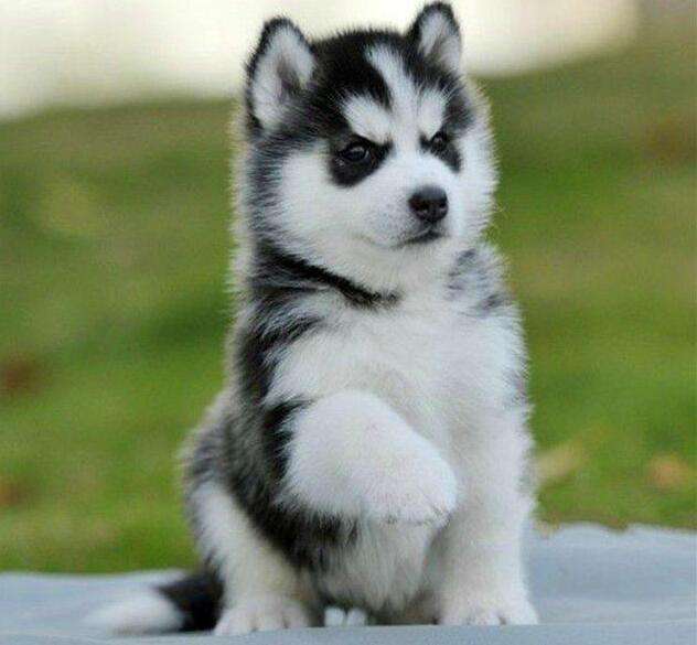 哈士奇幼崽两三个月一天喂几次,哈士奇幼崽带回家一直叫