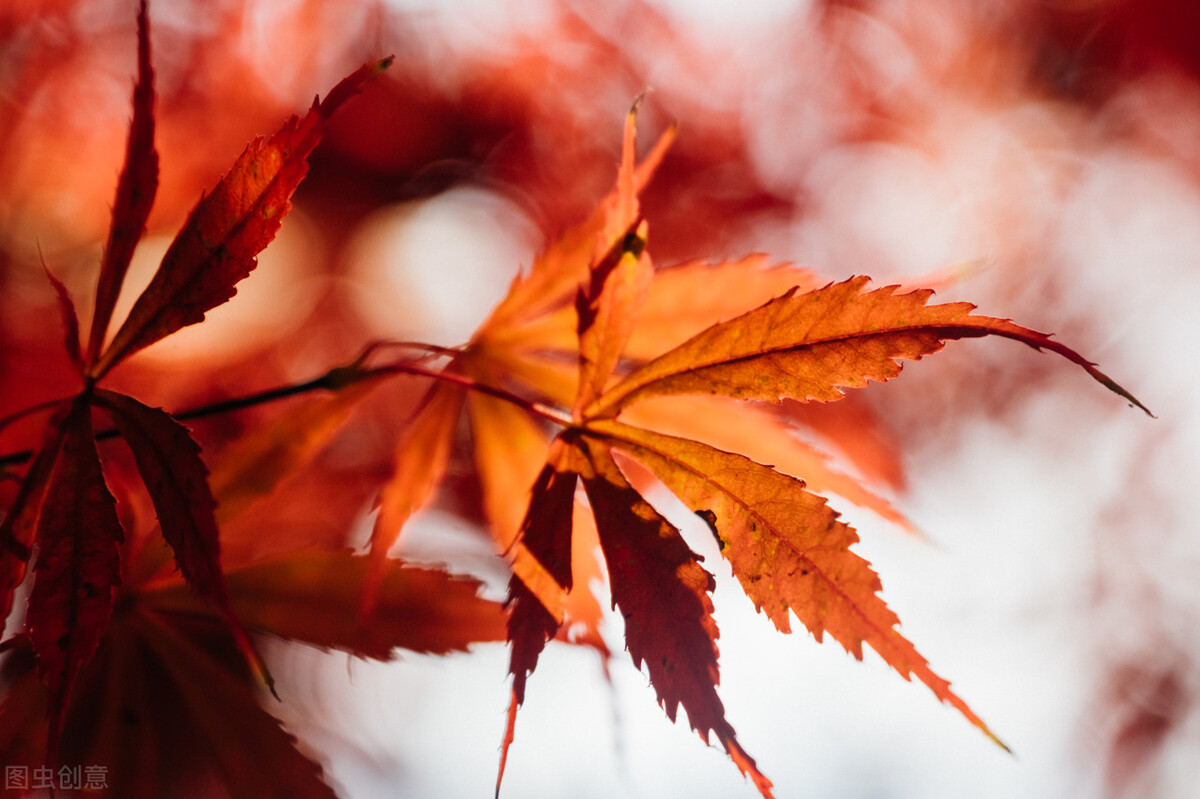彩叶植物对园林景观的作用,密蒙花的观赏特性和园林用途