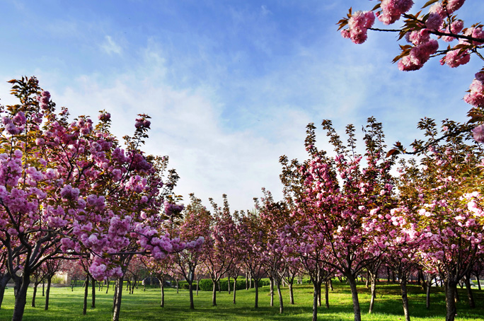 河北栾城古镇旅游攻略,石家庄栾城区附近景点