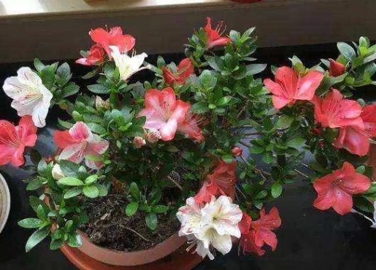 所有过期药片都能养花吗,药片过期还有效吗