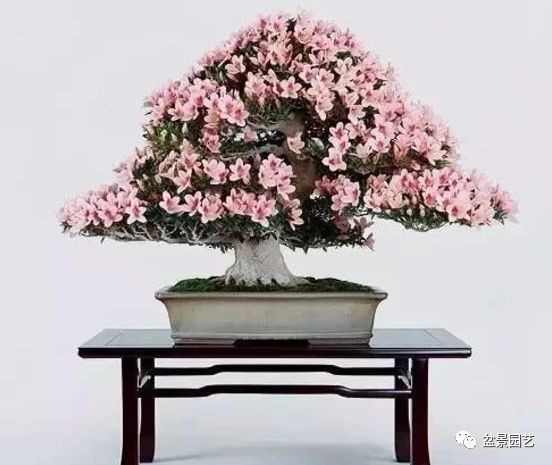 有哪些经典盆景树种,最值得收藏的六种盆景树种是哪些