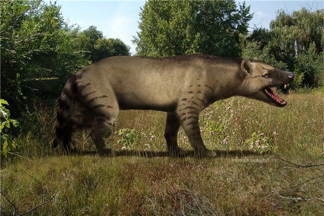 咪哆农场揭秘猫的历史，各地的猫都是同一个祖先吗？