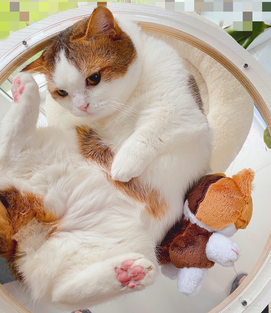 铲屎的，我要个响亮的名字