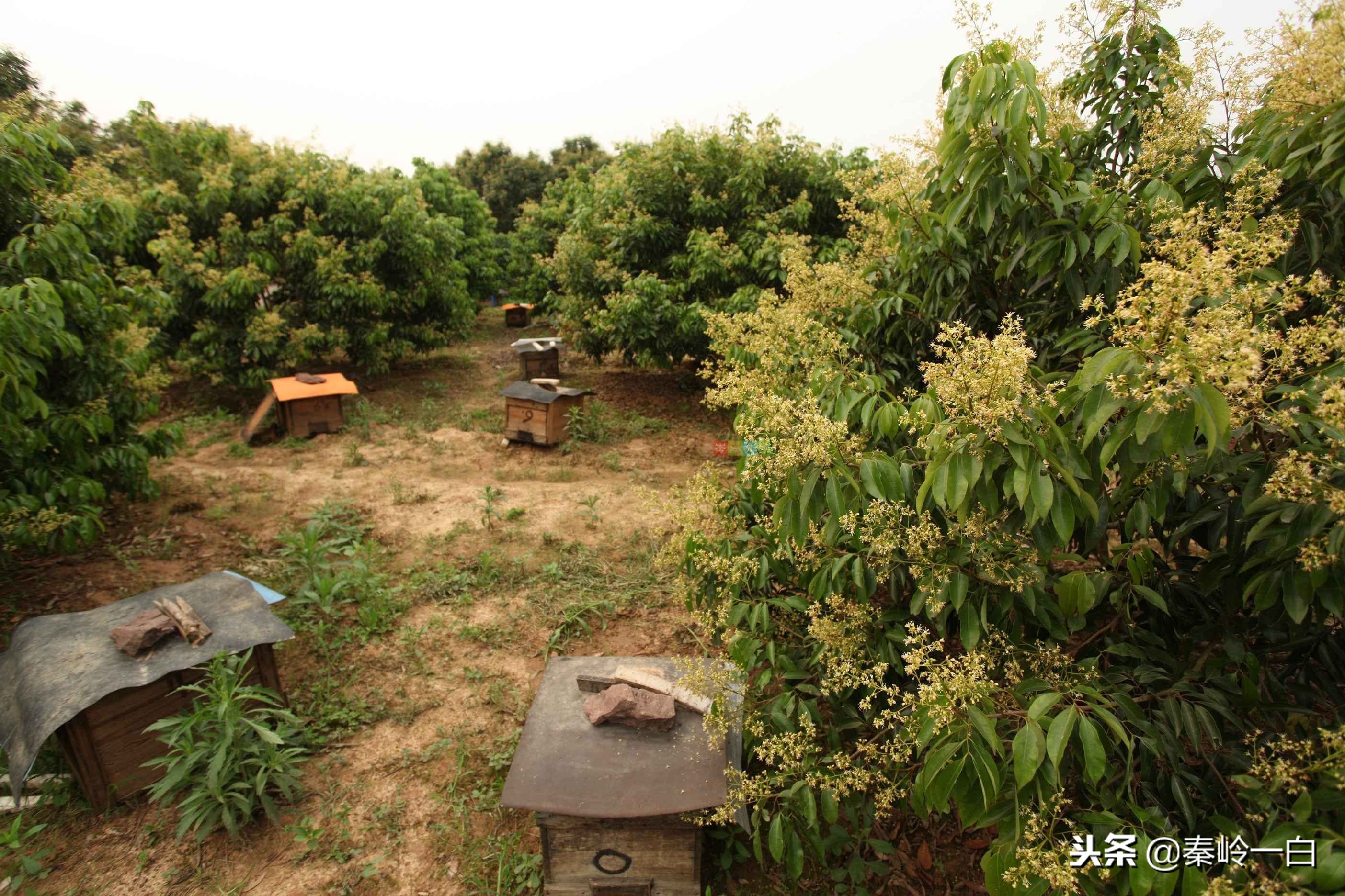 世界最好的蜂蜜品牌排行榜及产地,什么品种的蜂蜜最好最正宗