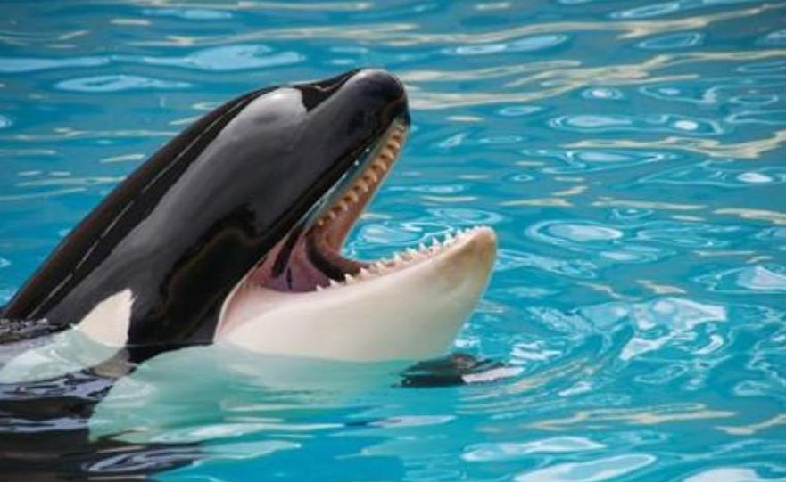 被鲸鱼吞下该如何自救,我被鲸鱼吞进肚子里你要怎么自救